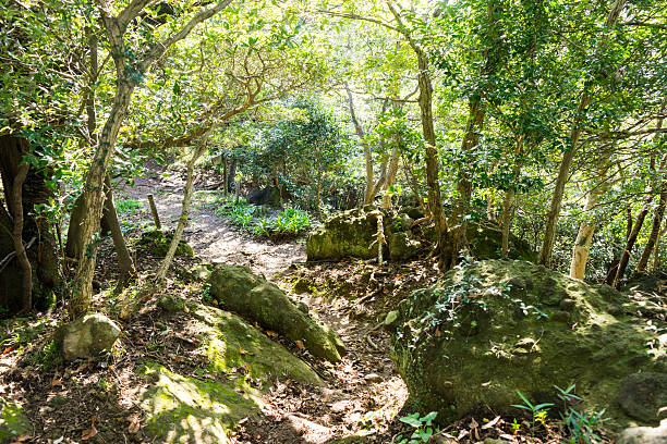 istock Mt. Kanuki hiking route 639181220