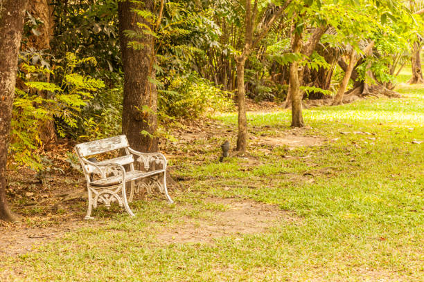 istock White chairs in the garden. 639181402