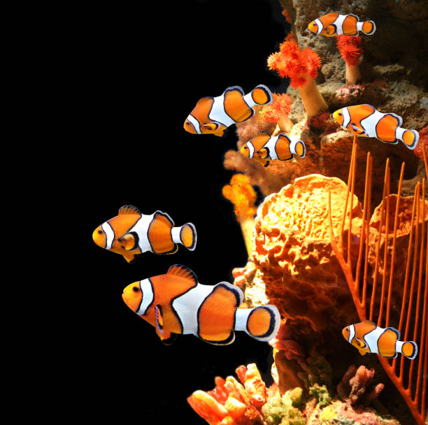 istock Sea corals and clown fish 639182846