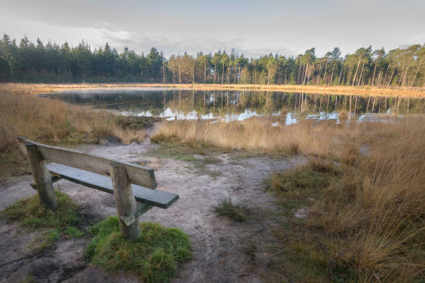 istock Perfect view from bench onto forest pond autumn colored landscape 639183032