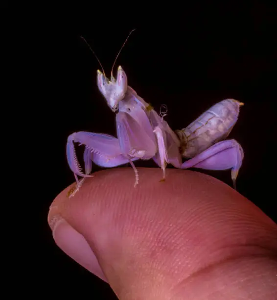 pink orchid mantis on thumb
