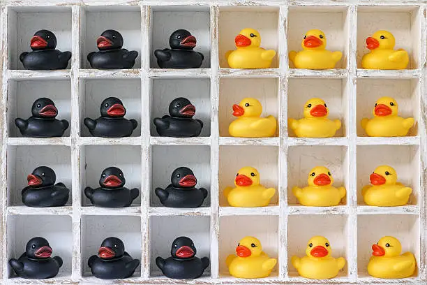 Pigeon hole box with 24 boxes, 12 are filled with yellow rubber ducks and 12 are filled with black ducks. Concept image representing, segregation, groups, racial difference, ethnicity etc.