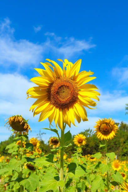 istock Sunflower blooming beautiful. 639184380