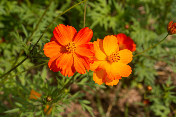 istock Sulfur cosmos flower 639186956
