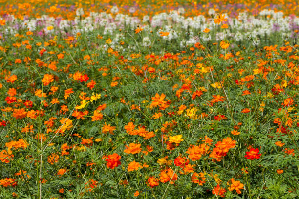 istock Sulfur Cosmos flower 639187304