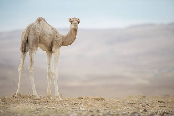 istock Full length camel calf. 639187854