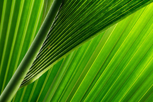 istock green and fresh palm tree leaves 639188802