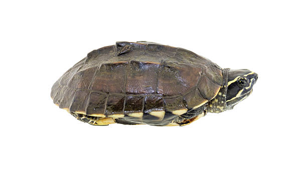 istock Turtle isolated on a white background 639188956