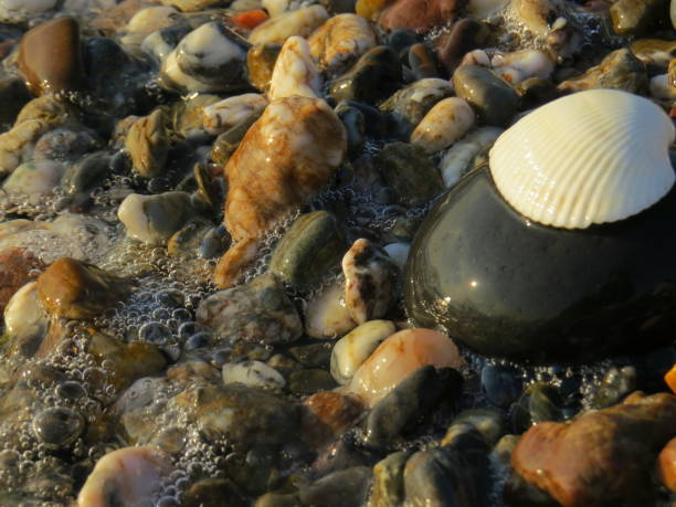 istock White seashell onto zen stone 639188986
