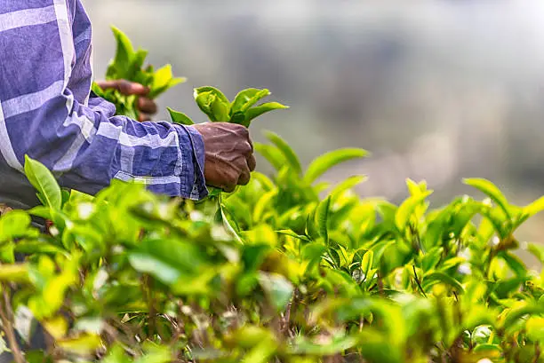 Sri Lanka: hands of tea collector holding tea leaves in tea plantation