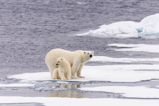 Polar bear (Ursus maritimus) mother and cub on the pack stock photo
