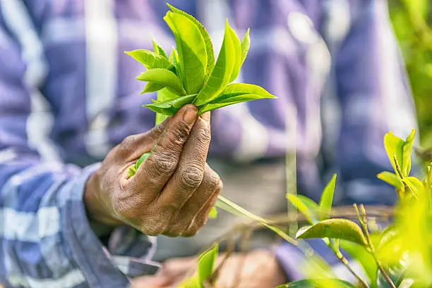 Sri Lanka: hands of tea collector holding tea leaves in tea plantation