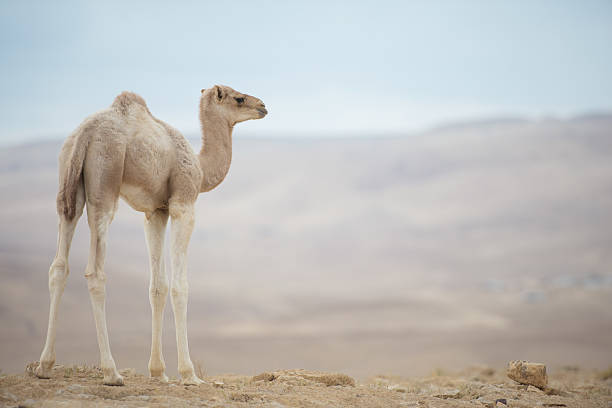 istock Full length camel calf. 639190506