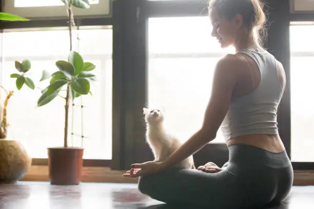 Young attractive smiling woman practicing yoga, sitting in Half Lotus exercise, Ardha Padmasana pose, working out, wearing sportswear, grey pants, bra, indoor, home interior background, cat near her