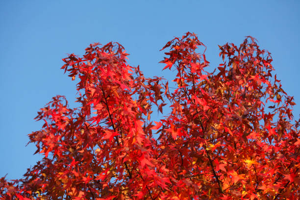czerwone przebarwione liście klonu - laubblatt zdjęcia i obrazy z banku zdjęć