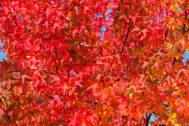 czerwone przebarwione liście klonu - laubblatt zdjęcia i obrazy z banku zdjęć