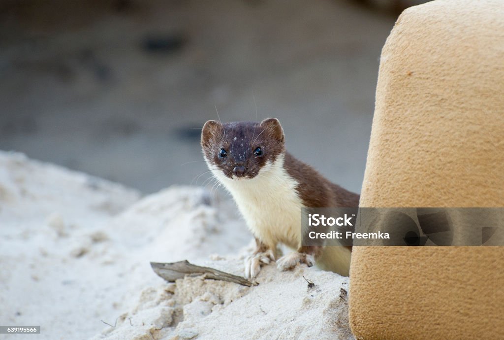 Curios weasel Little hunter. Noviy Urengoy. Syberia Siberia Stock Photo