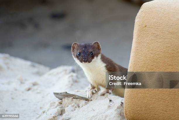 Curios Weasel Stock Photo - Download Image Now - Siberia, Weasel, Animals In The Wild