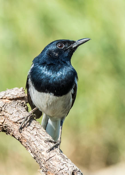 istock The Ficedula westermanni bird 639195746