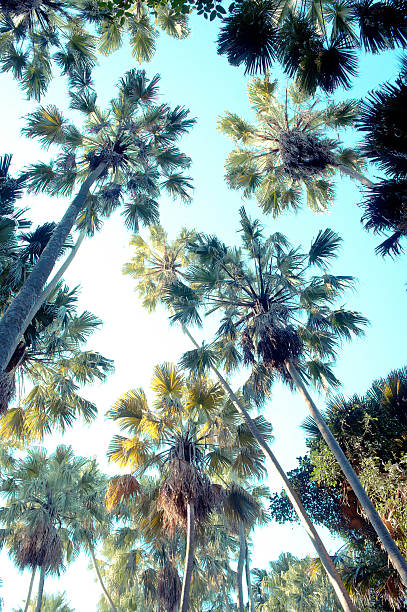 Palm trees on a background sky vintage style