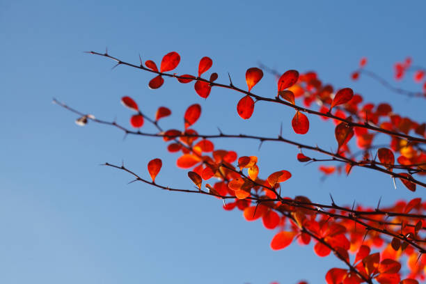 czerwone przebarwione jesienne liście na gałęziach - laubblatt zdjęcia i obrazy z banku zdjęć