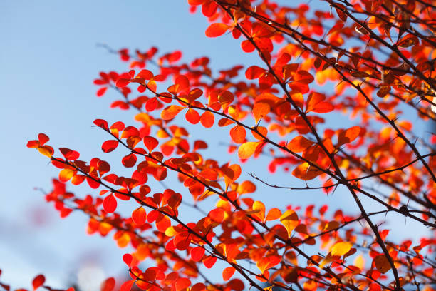 czerwone przebarwione jesienne liście na gałęziach - laubblatt zdjęcia i obrazy z banku zdjęć