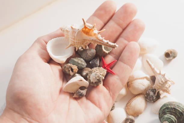 istock Shell and scallop in hand, 639197000