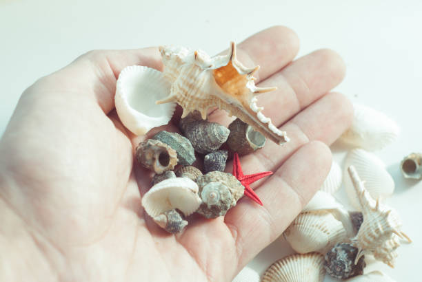 istock Shell and scallop in hand, 639197014