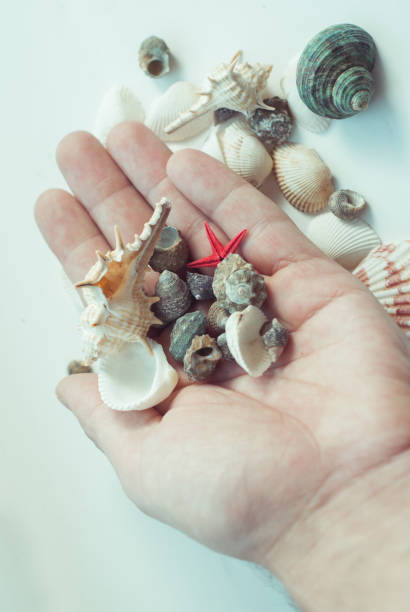 istock Shell and scallop in hand, 639197030