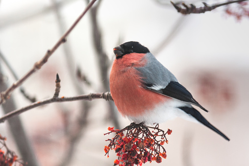 Bullfinches sit on a tree in snow in the winter