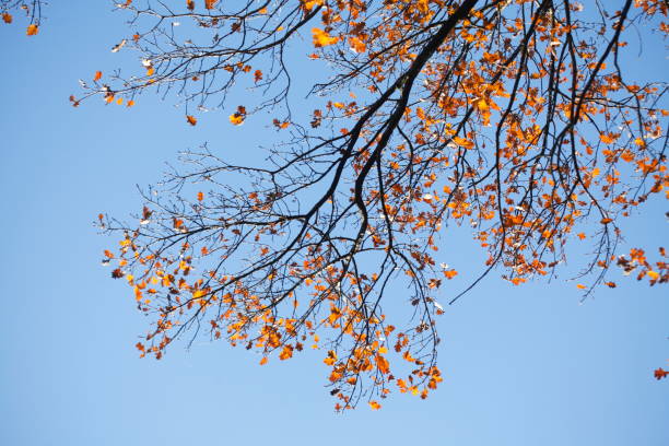 żółte przebarwione liście dębu na gałęziach - laubblatt zdjęcia i obrazy z banku zdjęć