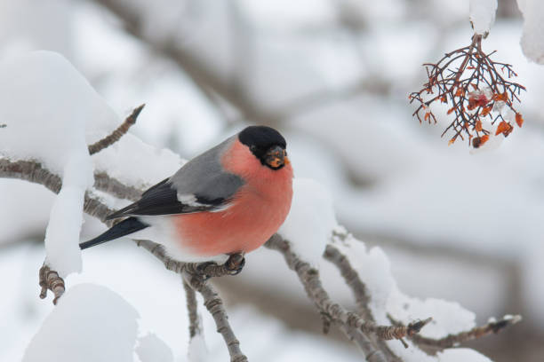 istock Bullfinches in snow 639198040
