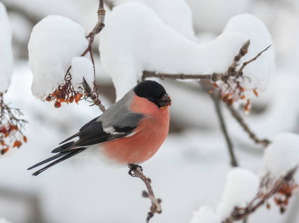 istock Bullfinches in snow 639198118