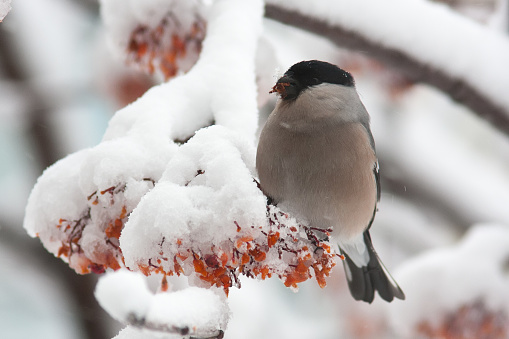 Bullfinches sit on a tree in snow in the winterBullfinches sit on a tree in snow in the winter