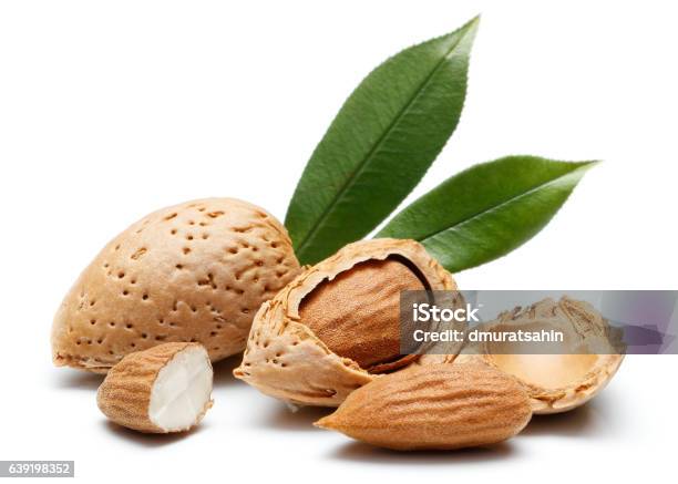 Almond Nut Isolated Stock Photo - Download Image Now - Almond, Almond Tree, Cute