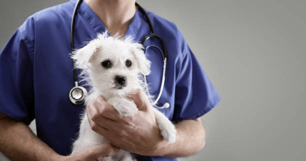 médecin vétérinaire examinant un chiot maltais - vet dog puppy illness photos et images de collection