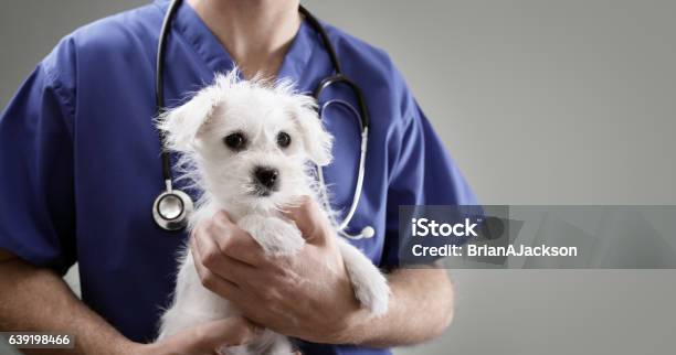 Veterinarian Doctor Examining A Maltese Puppy Stock Photo - Download Image Now - Veterinarian, Dog, Puppy