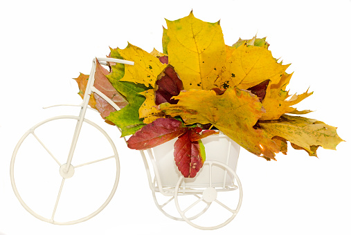 Vibrant colored autumn oak leaves (leafs) with vintage bike, isolated.