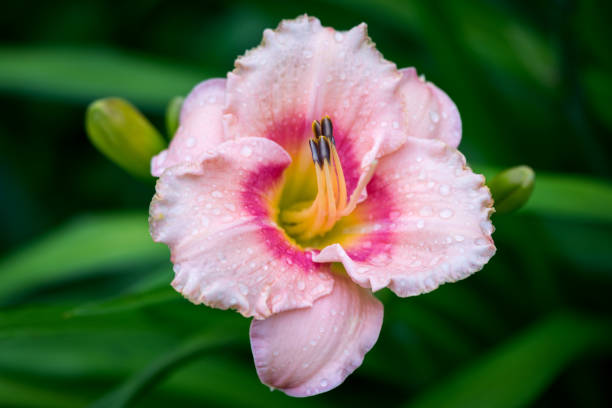 istock Pink lily flower 639199548