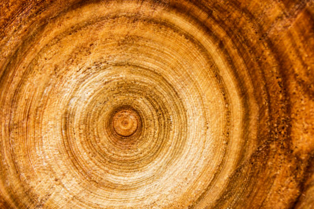 istock Rings sawn wood 639199560