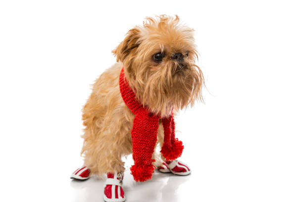 istock Dog breed in a red knit scarf and boots 639201228