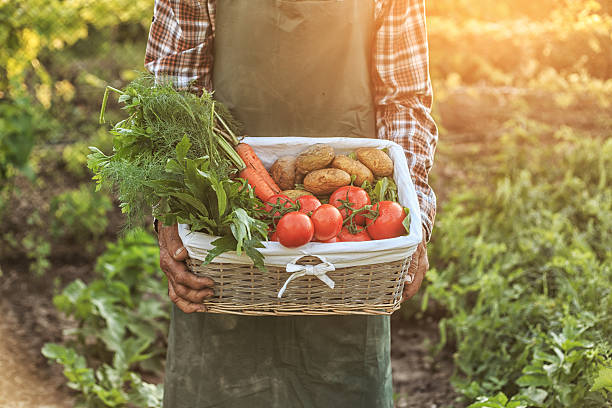 istock Farmer worker holding a basket with vegetables 639201272