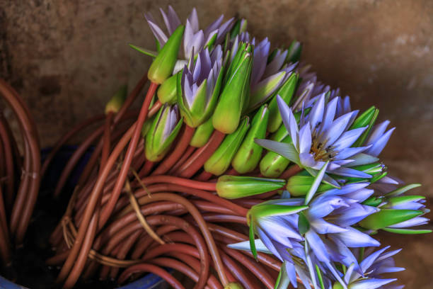 Bunch Of Water Lilly