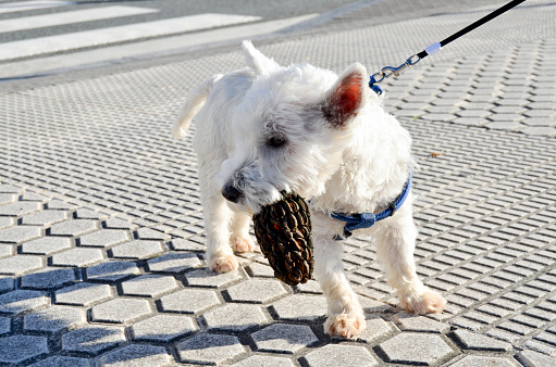 Westie dog with a pinecone on the street, and looking to the side.