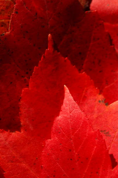 istock Maple leaves, red discolored autumn foliage 639202556