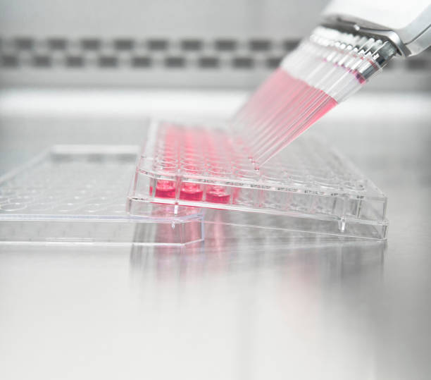 medio de pipeteo y celdas alícuotas por pipeta electrónica multicanal - microplate fotografías e imágenes de stock