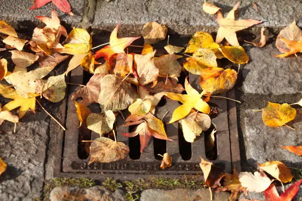 Manhole cover with colorful autumn leaves
