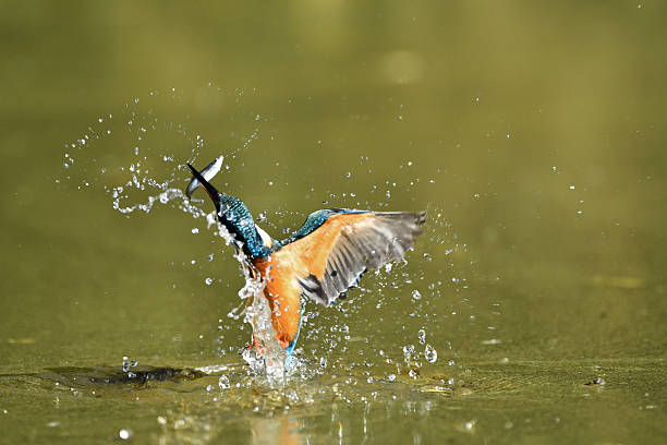 istock Predation of kingfisher 639206442