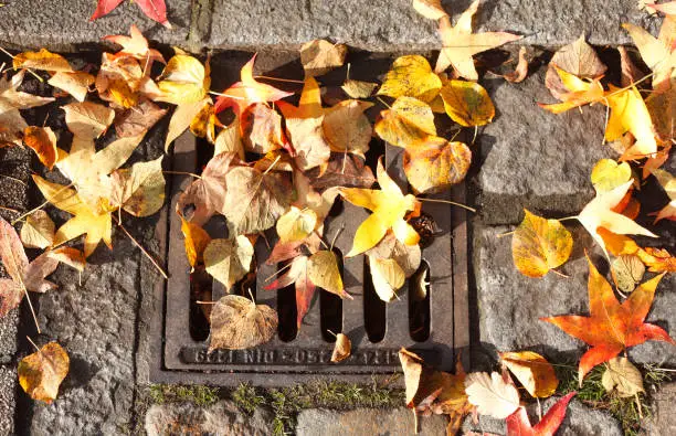 Manhole cover with colorful autumn leaves