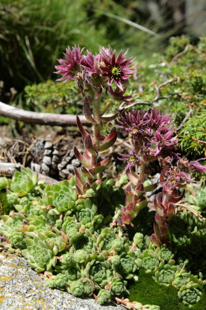 istock mountain houseleek 639207930